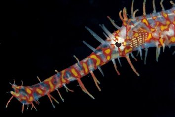 Magic Island Diving - Ghostpipefish